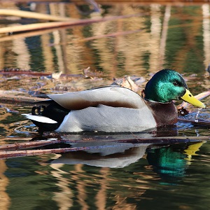 マガモのpicture